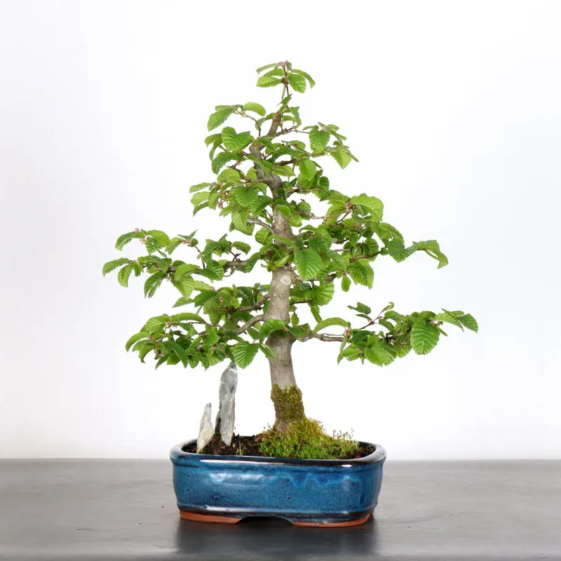 image supplémentaire - HORNBEAM "CARPINUS" WITH...