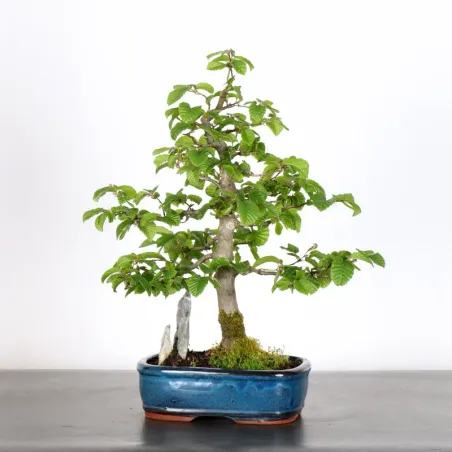 image supplémentaire - CHARME "Carpinus" AVEC...