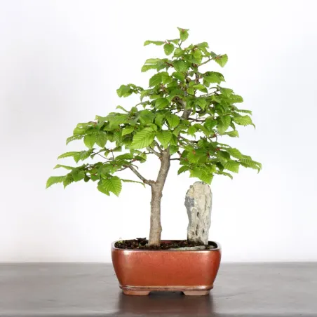 HORNBEAM "CARPINUS" WITH ROCK 2-24