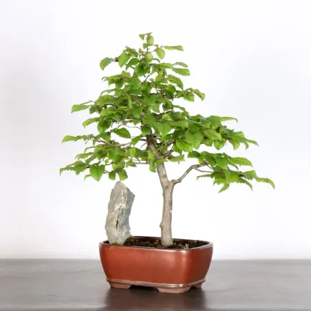 image supplémentaire - HORNBEAM "CARPINUS" WITH...