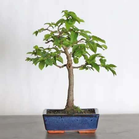 image supplémentaire - CHARME "Carpinus" 2-17