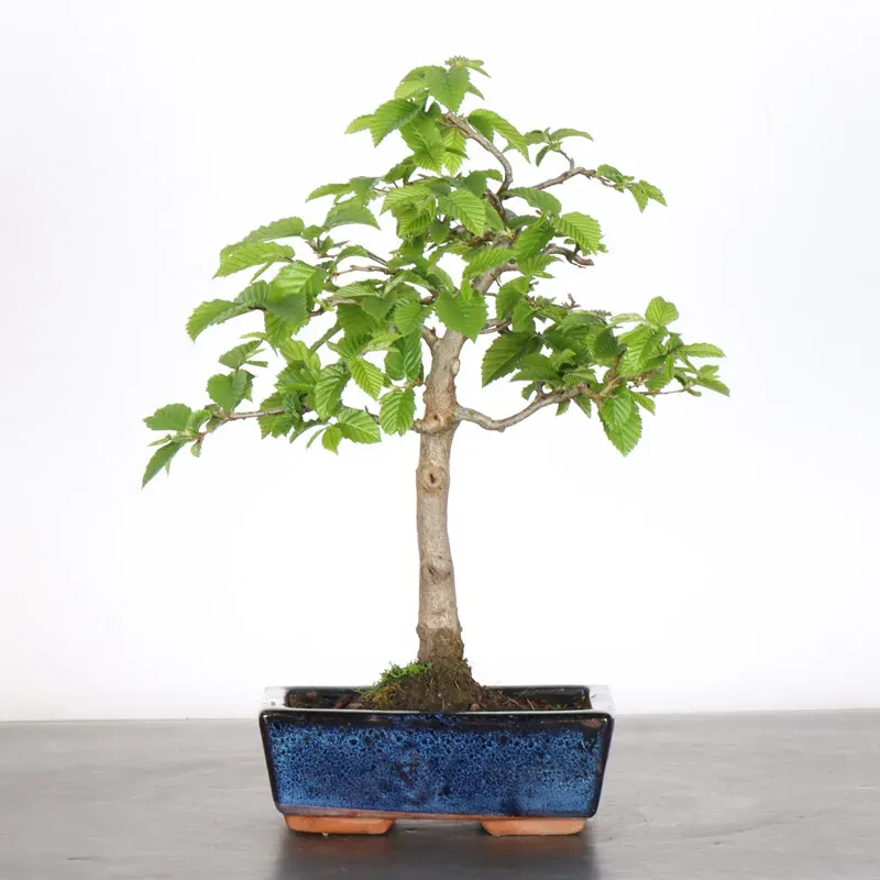 CHARME "Carpinus" 2-17