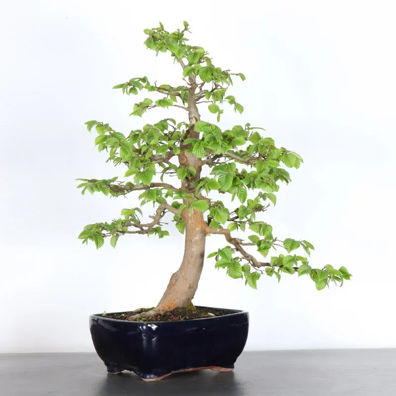 image supplémentaire - CHARME "Carpinus" 5-7