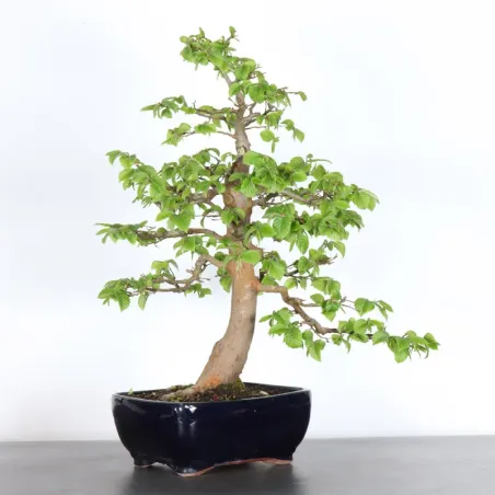 image supplémentaire - HORNBEAM "CARPINUS" 5-7