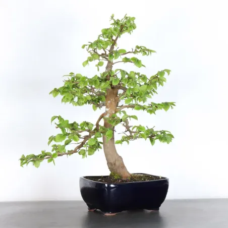 HORNBEAM "CARPINUS" 5-7