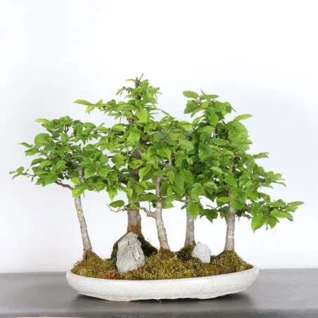 image supplémentaire - HORNBEAM FOREST "Carpinus" 1-3