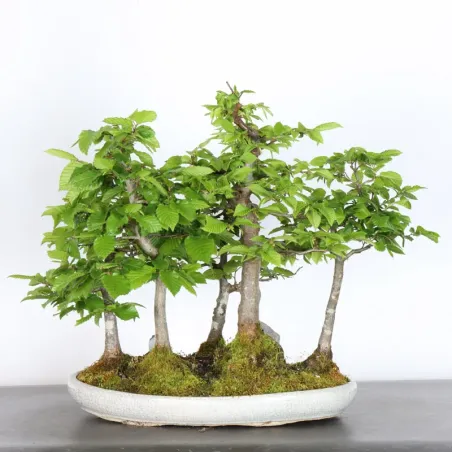 Bonsai Forest Charms CHF-1-3