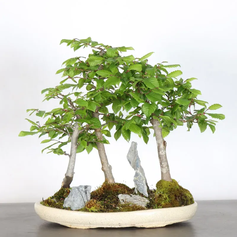 Bonsai Charmes Forêt CH-1-12