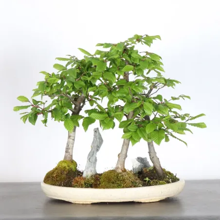 image supplémentaire - CHARME FORET "Carpinus" 1-12