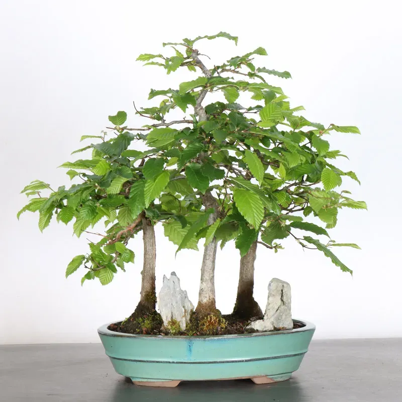 image supplémentaire - CHARME FORET "Carpinus" 1-7