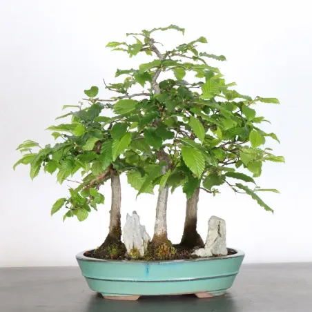 image supplémentaire - CHARME FORET "Carpinus" 1-7