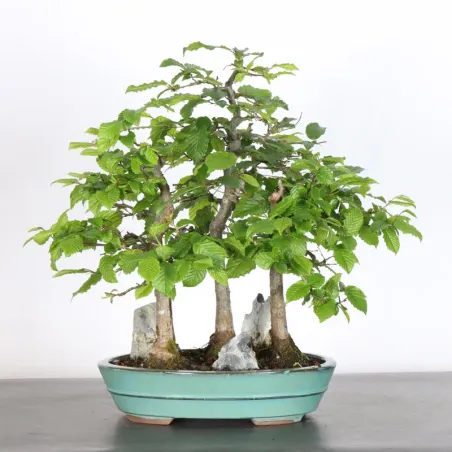 HORNBEAM FOREST "CARPINUS" 1-7