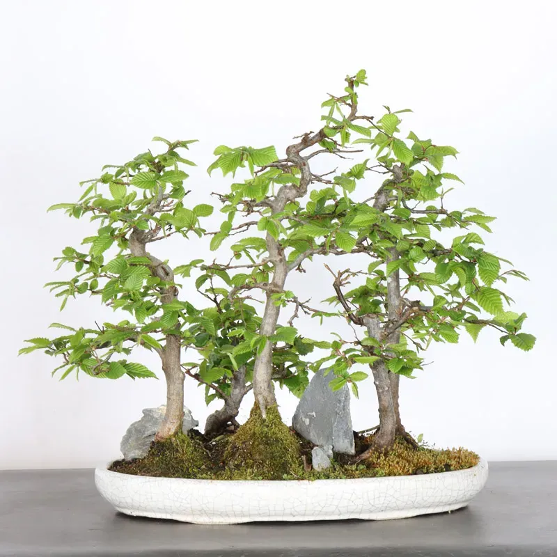 Bonsai Charmes Forêt CHF-1-6