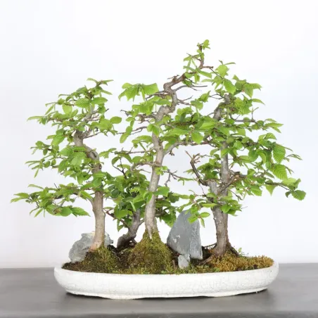 HORNBEAM FOREST "CARPINUS" 1-6