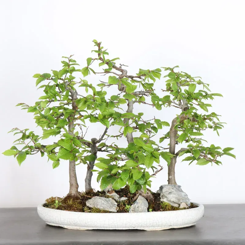 image supplémentaire - CHARME FORET "Carpinus" 1-6