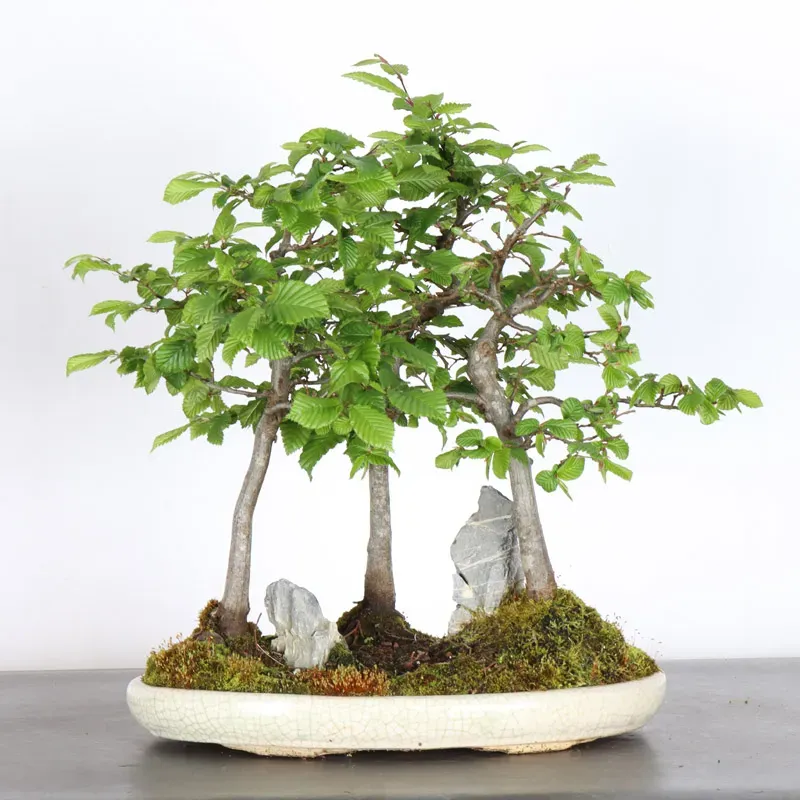 HORNBEAM FOREST "CARPINUS" 1-9