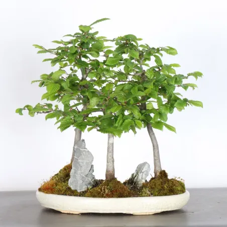 image supplémentaire - CHARME FORET "Carpinus" 1-9