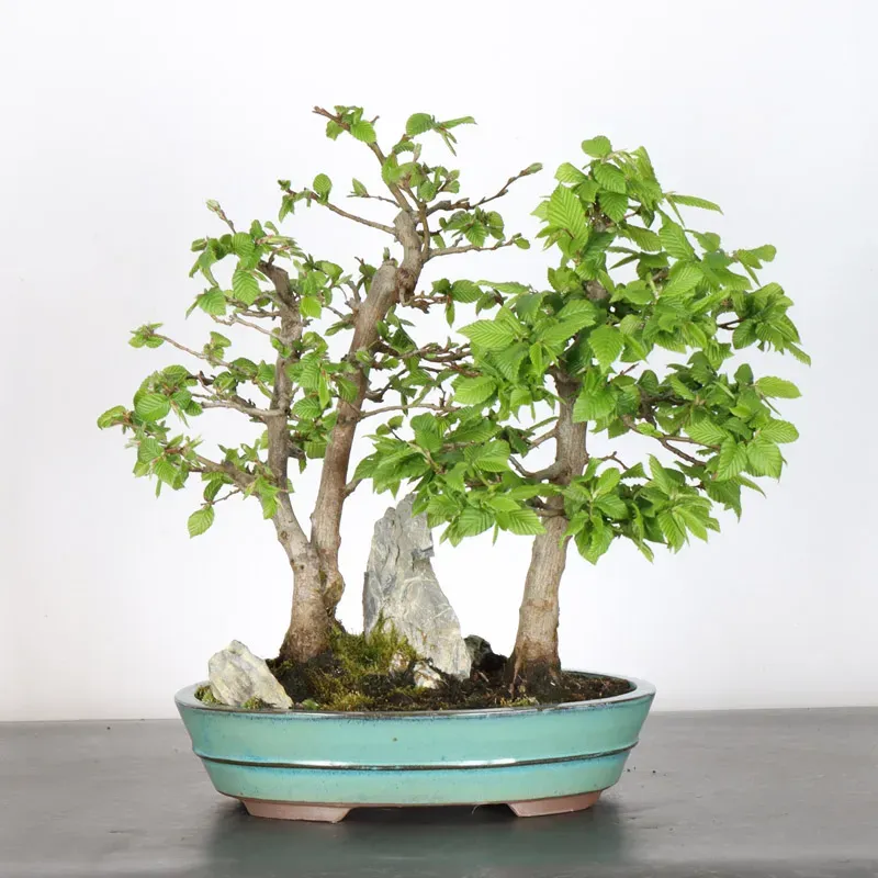 Bonsai Charmes Forêt CHF-1-2