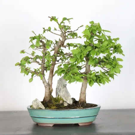 HORNBEAM FOREST "CARPINUS" 1-2