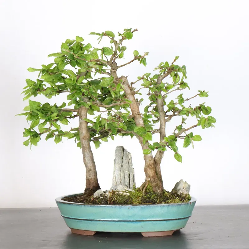 image supplémentaire - CHARME FORÊT "Carpinus" 1-2