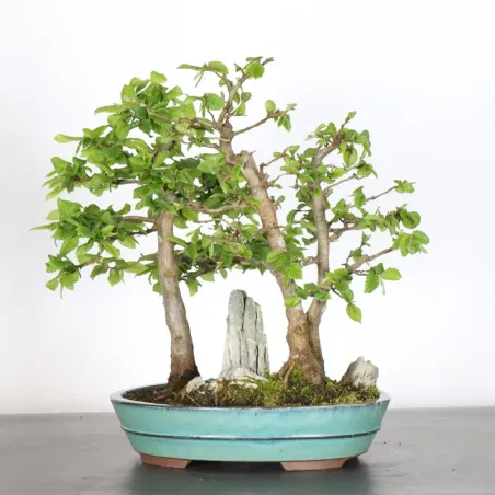 image supplémentaire - CHARME FORÊT "Carpinus" 1-2