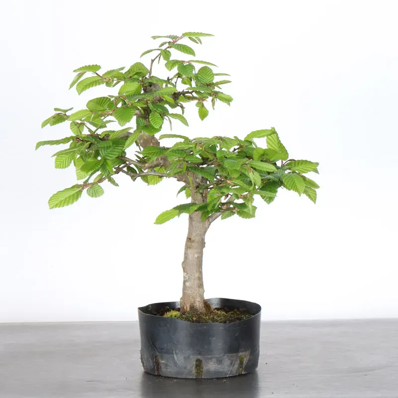 PREBONSAI CHARME "CARPINUS" N°8