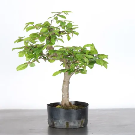 PREBONSAI CHARME "CARPINUS" N°8