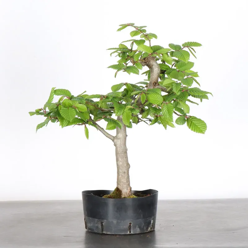 image supplémentaire - PREBONSAI CHARME "CARPINUS"...