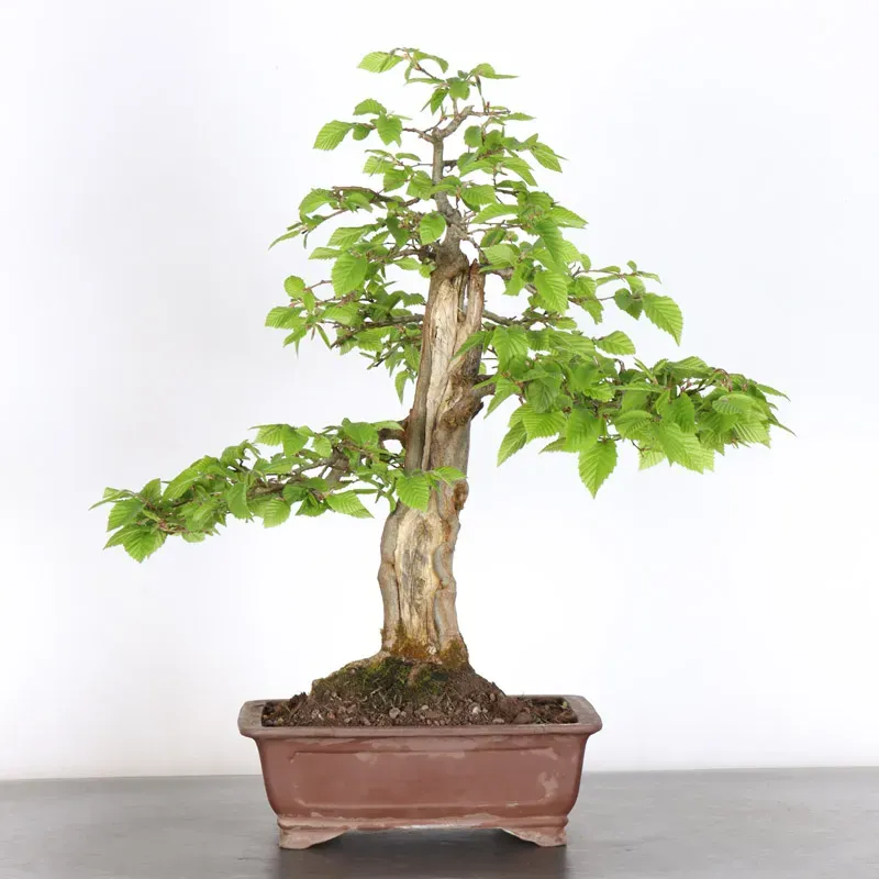 Bonsai Charmes CH-5-6