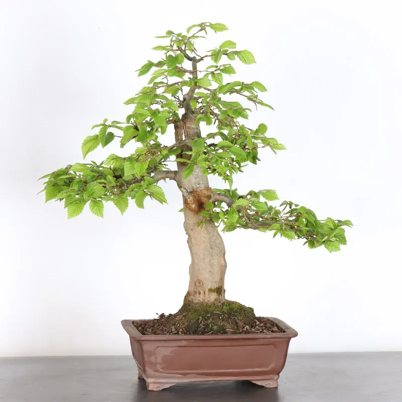 image supplémentaire - HORNBEAM "CARPINUS" 5-6