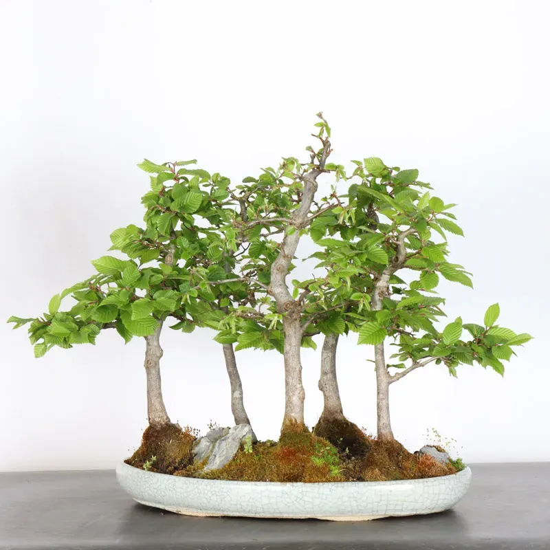 image supplémentaire - CHARME FORÊT "Carpinus" 1-11