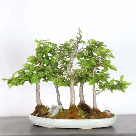 image supplémentaire - CHARME FORÊT "Carpinus" 1-11