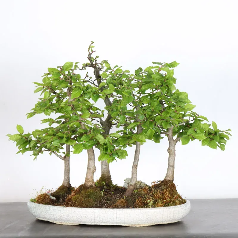 Bonsai Charmes Forêt CH-1-11
