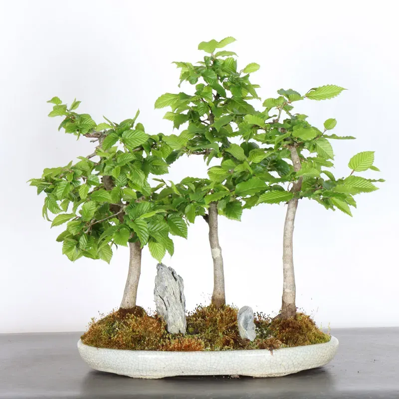 image supplémentaire - HORNBEAM FOREST "CARPINUS"...