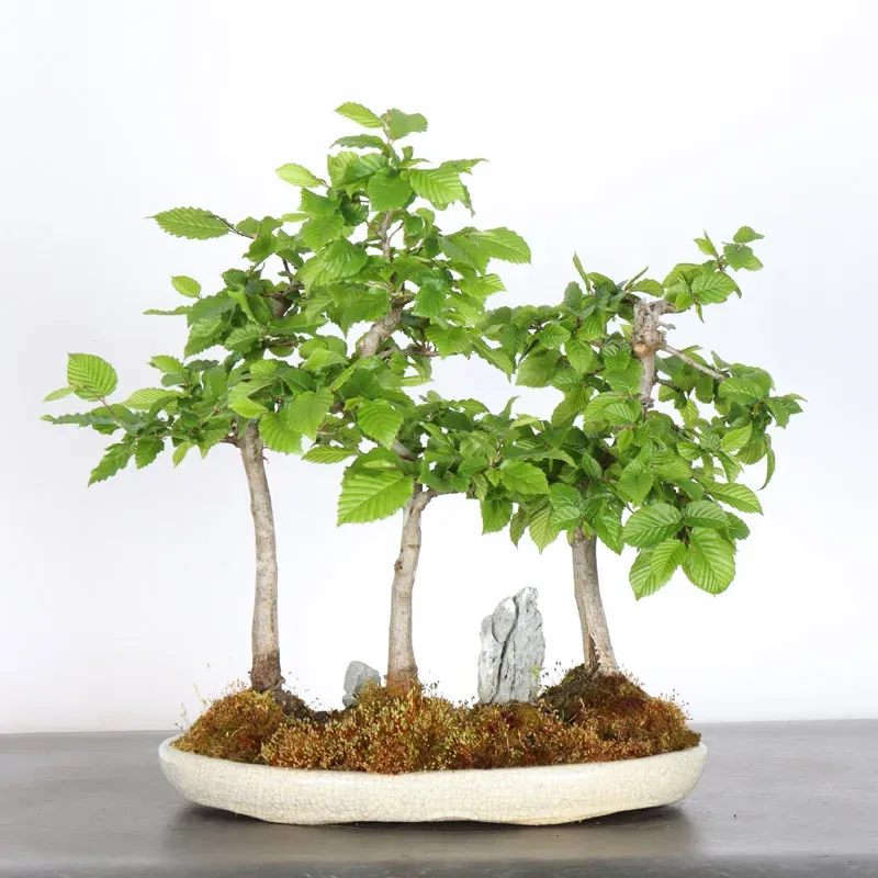 HORNBEAM FOREST "CARPINUS" 1-10