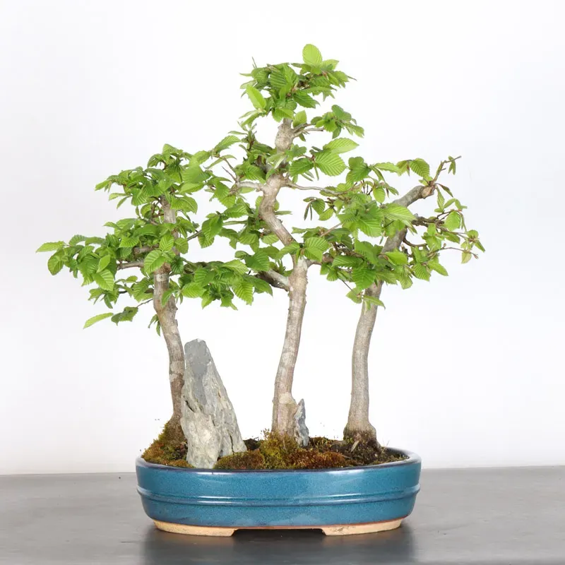 Bonsai Charmes Forêt CHF-1-1