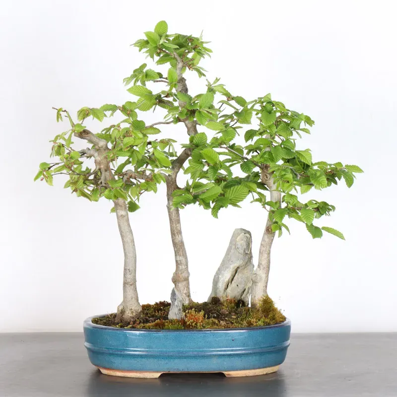 image supplémentaire - CHARME FORÊT "Carpinus" 1-1