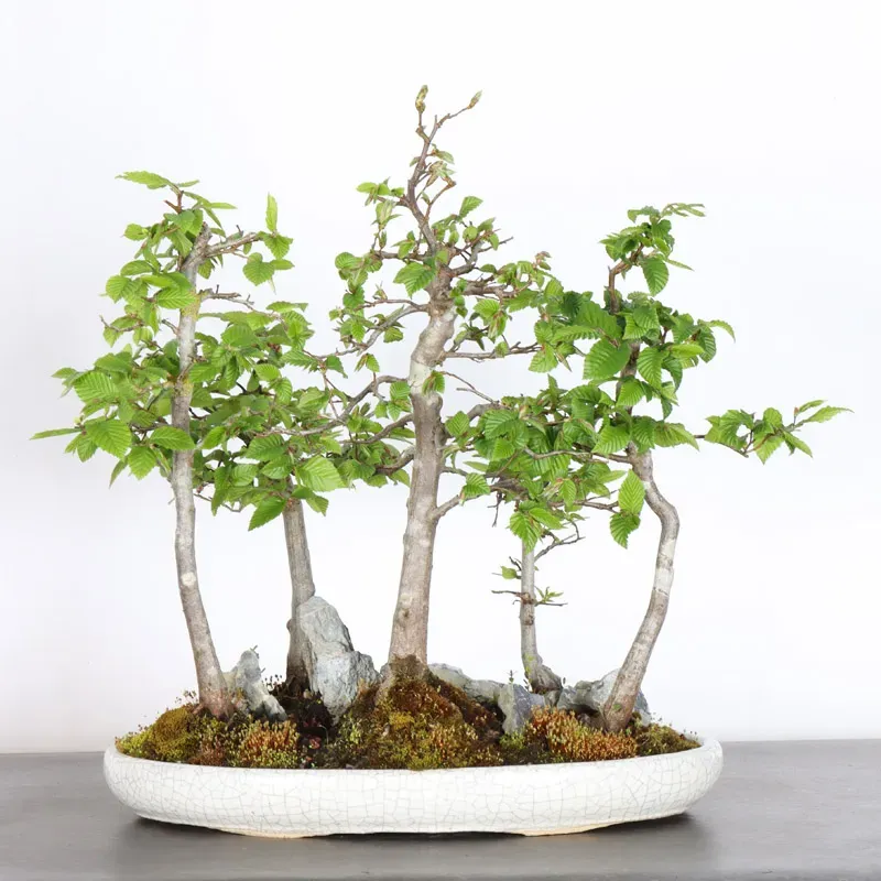 Bonsai Charmes Forêt CHF-1-5