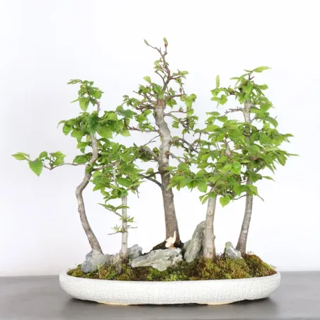 image supplémentaire - HORNBEAM FOREST "CARPINUS" 1-5