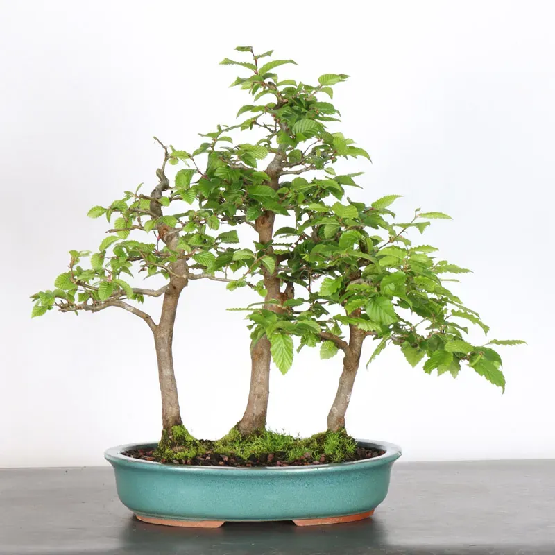 CHARME "Carpinus" 2-21 (pot fissuré)