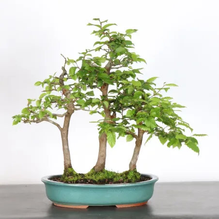CHARME "Carpinus" 2-21 (pot fissuré)