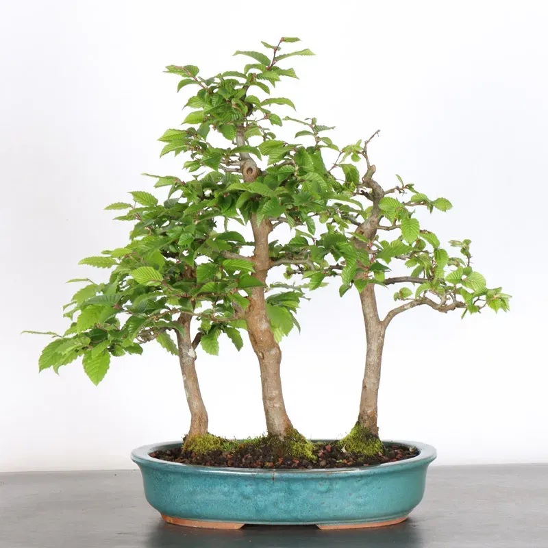 image supplémentaire - HORNBEAM "CARPINUS" 2-21...