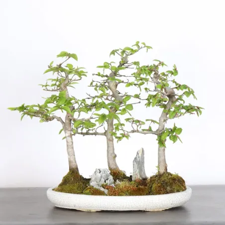 HORNBEAM FOREST "CARPINUS" 1-17