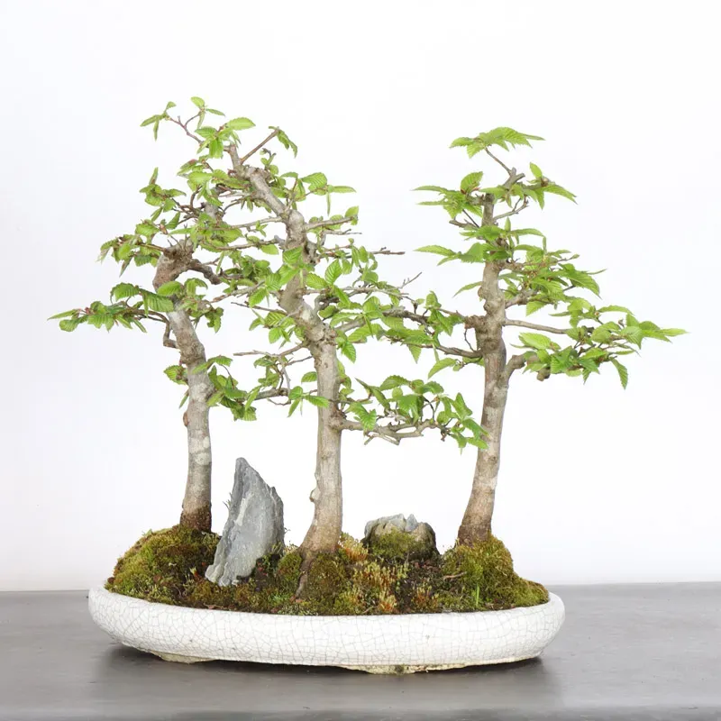 image supplémentaire - CHARME FORÊT "Carpinus" 1-17