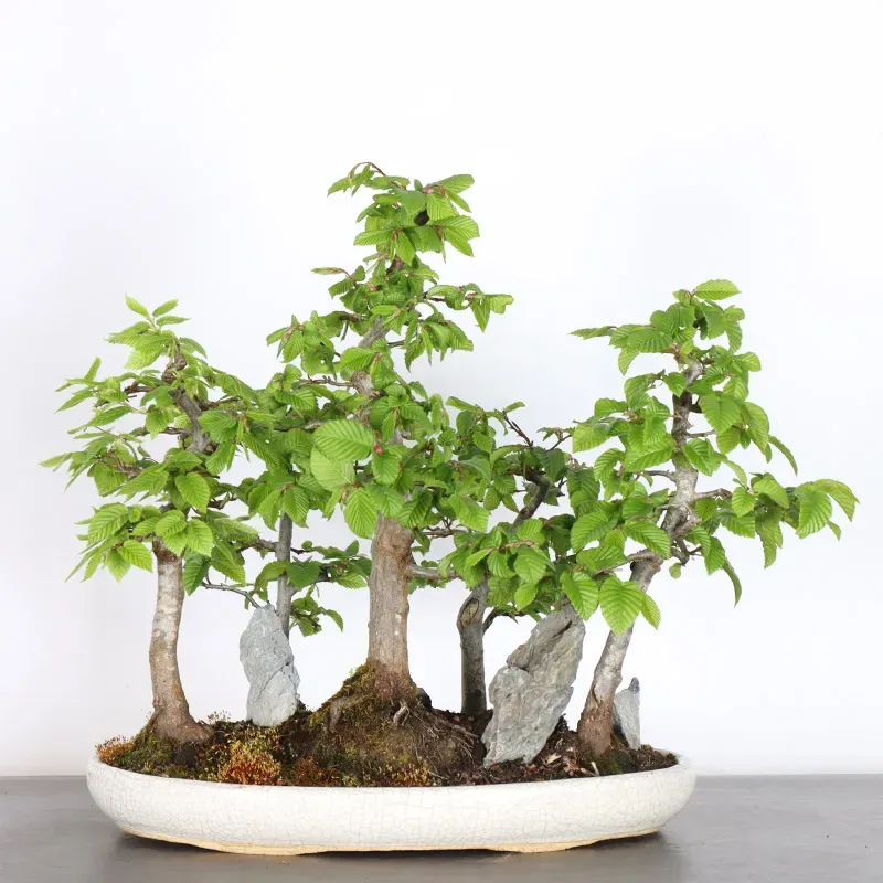 image supplémentaire - CHARME FORÊT "Carpinus" 1-20