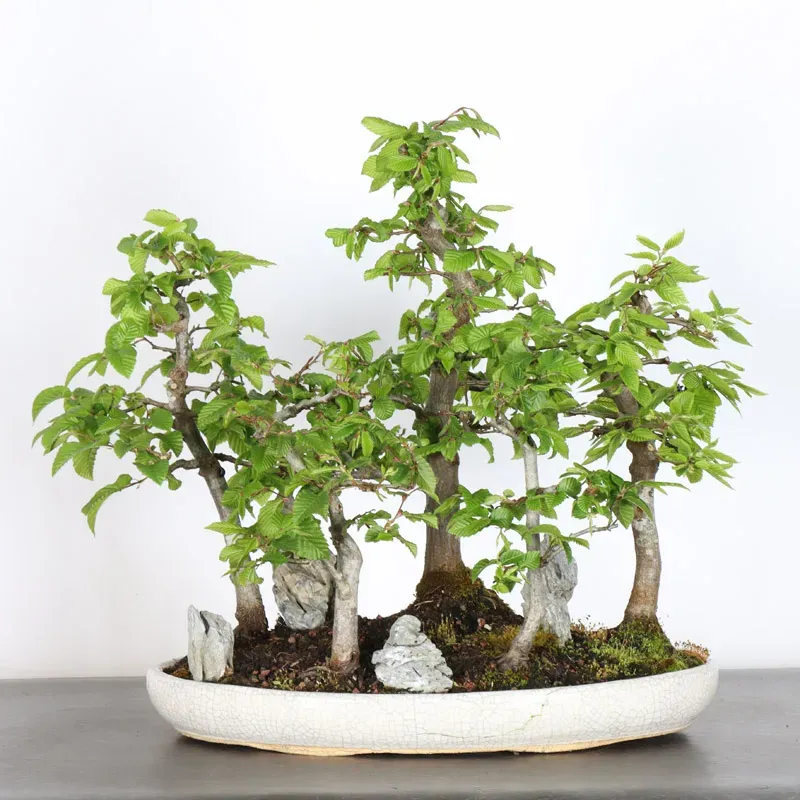 CHARME FORÊT "Carpinus" 1-20