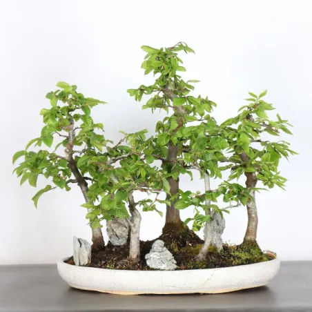 CHARME FORÊT "Carpinus" 1-20