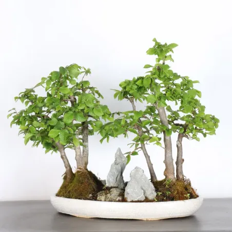 image supplémentaire - HORNBEAM FOREST "CARPINUS"...