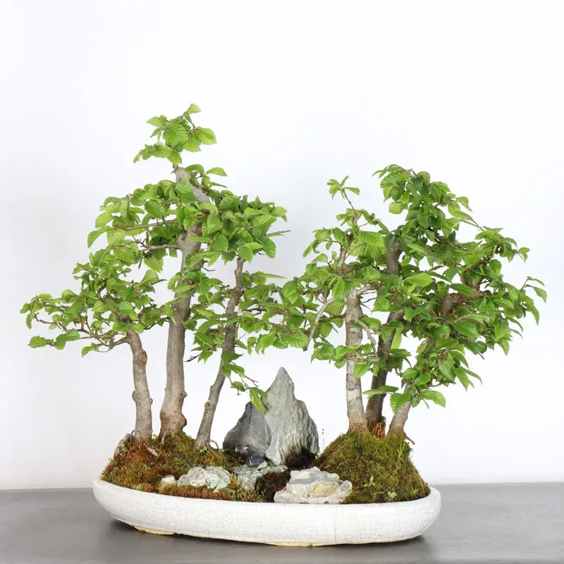 CHARME FORÊT "Carpinus" 1-18