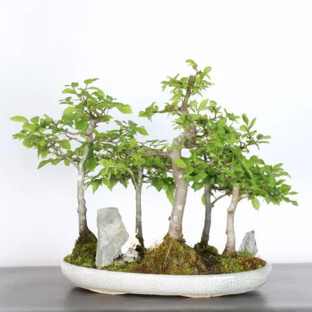 CHARME FORÊT "Carpinus" 1-15